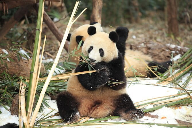 Chengdu Research Base of Giant Panda Breeding Ticket pre-booking - Why This Panda Center Matters