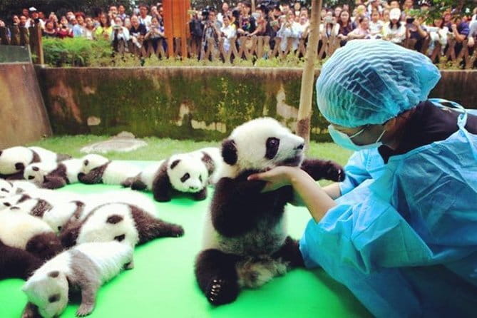 Chengdu Research Base of Giant Panda Breeding Ticket pre-booking - Getting There Without a Tour Transfer