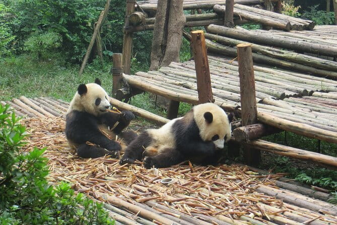Chengdu Research Base of Giant Panda Breeding Ticket pre-booking - What the $20 Ticket Covers