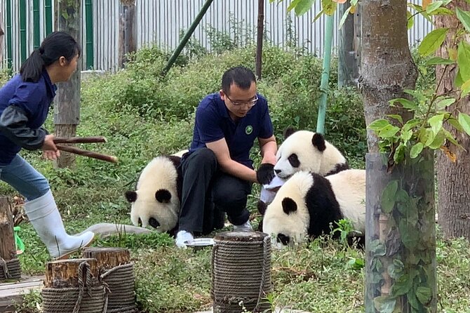 Chengdu: Volunteer Day Experience at Dujiangyan Panda base - Key points to know before booking