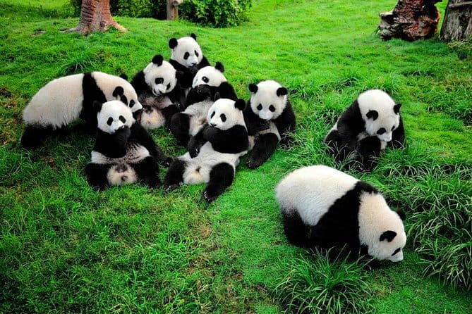 Day tour Chengdu Panda Base Leshan Giant Buddha with local Lunch - A local lunch between the major sights