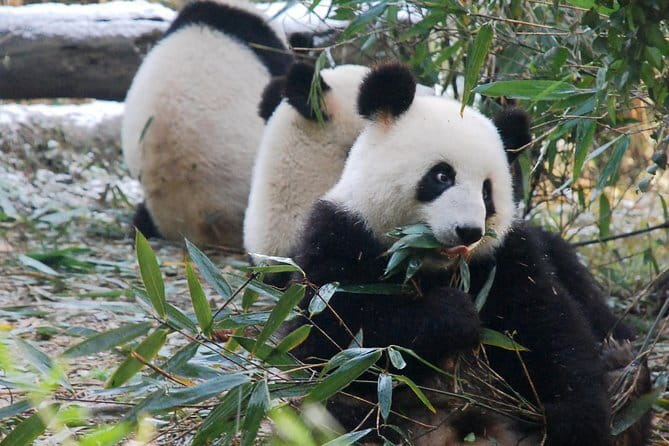 Day tour Chengdu Panda Base Leshan Giant Buddha with local Lunch - Tea terraces and a taste of Sichuan’s countryside