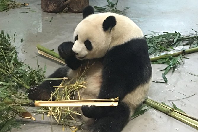 Day Tour: Chengdu Panda Breeding Base and Leshan Giant Buddha - Why this Chengdu day trip works