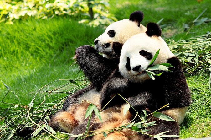 Day Tour: Chengdu Panda Breeding Base and Leshan Giant Buddha - The road south to Leshan