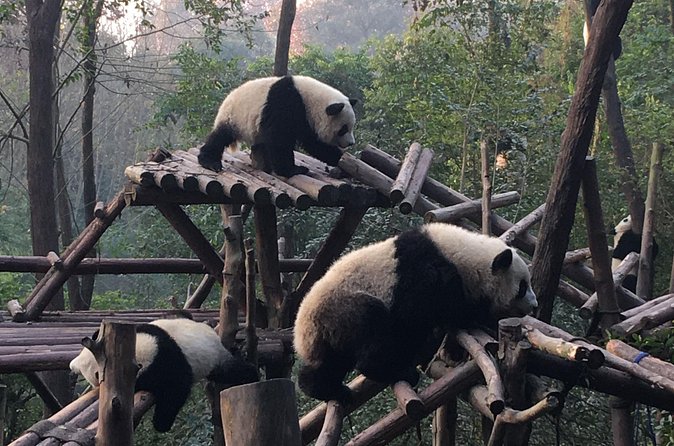 Day Tour: Chengdu Panda Breeding Base and Leshan Giant Buddha - Is $101.41 a fair price?
