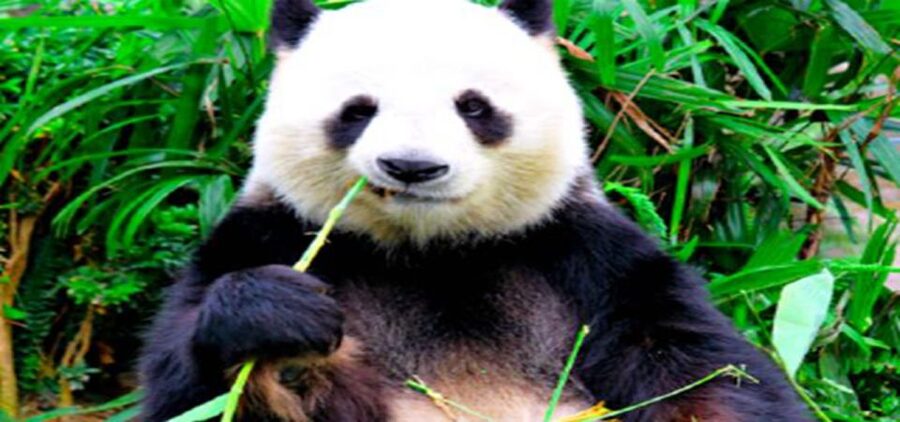 Dujiangyan panda base and irrigation system park day tour - Key points at a glance