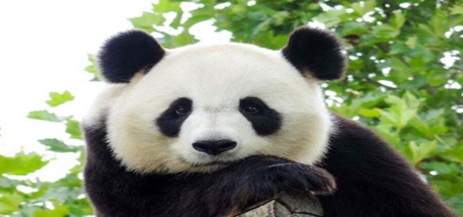 Dujiangyan panda base and irrigation system park day tour - Zhongshuge, the bookstore with a Hogwarts feel