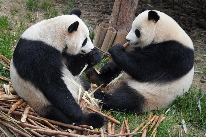 Dujiangyan/Wolong Panda Sanctuary day tour option panda keeper - Why this is more than a standard Chengdu panda visit