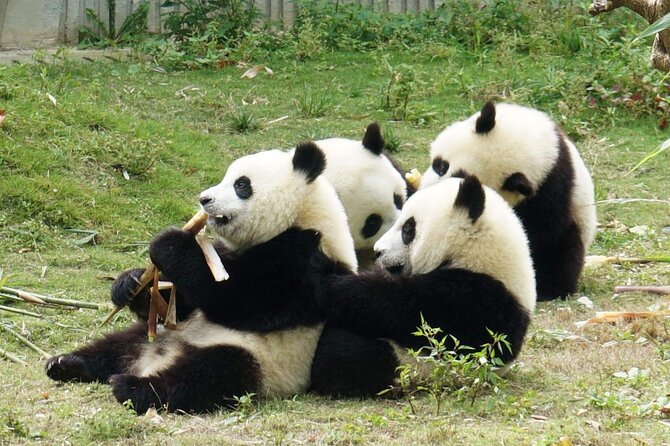 Dujiangyan/Wolong Panda Sanctuary day tour option panda keeper - Dujiangyan Panda Base, the practical choice from Chengdu