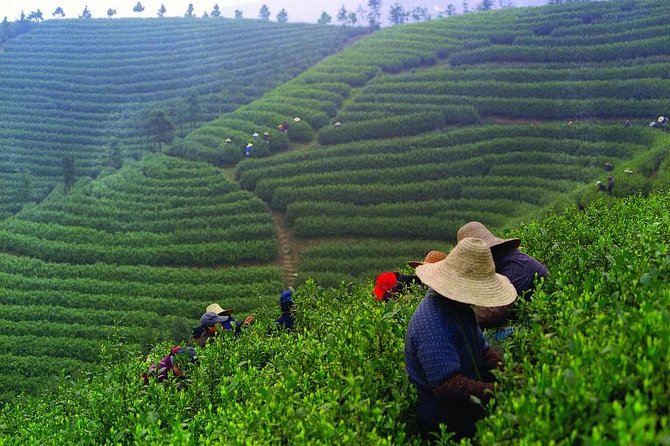 Experience Chengdu: Private Tea-Making Day Tour of Mengdingshan Tea Plantation - Why Mengdingshan makes a worthwhile day trip