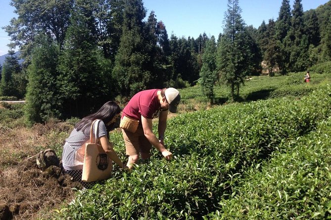 Experience Chengdu: Private Tea-Making Day Tour of Mengdingshan Tea Plantation - What the private format adds