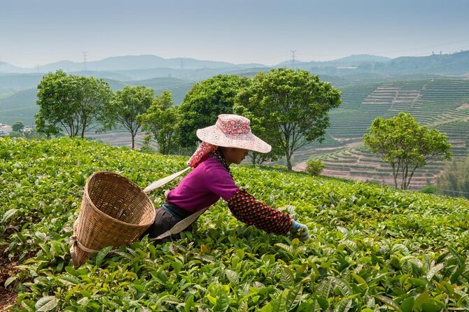 Experience Chengdu: Private Tea-Making Day Tour of Mengdingshan Tea Plantation - The two-hour ride from Chengdu