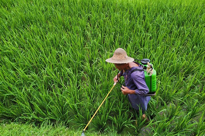 From Guilin/Yangshuo: Longji Rice Terraces and Ethnic Minority Village Day Tour - Walking through the Dragon’s Backbone terraces
