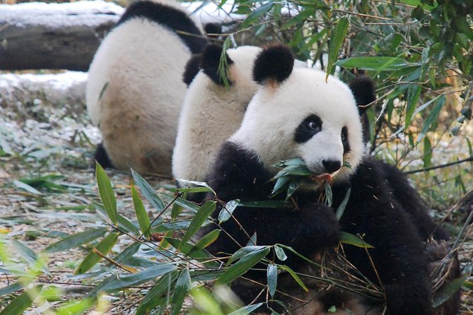 Giant Panda and Buddha 1 day tour - Why this Chengdu pairing works