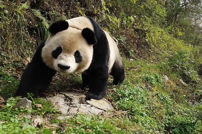 Giant Panda and Buddha 1 day tour - The 2.5-hour road trip to Leshan