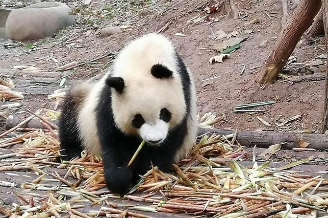 Giant Panda and Buddha 1 day tour - Seeing the Leshan Giant Buddha from the river