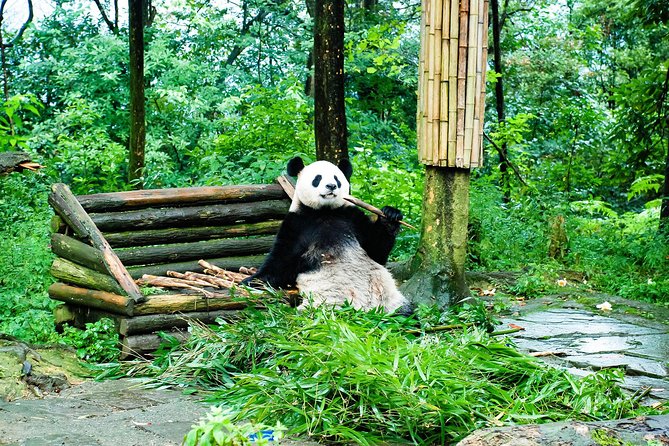Giant Panda and Leshan Buddha Day Trip from Chengdu - Morning at the Giant Panda Breeding Research Base