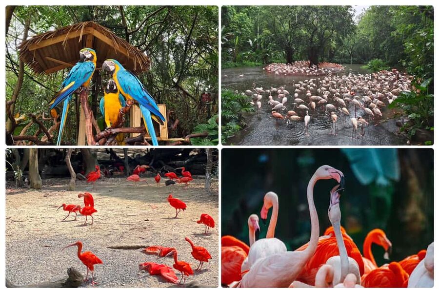 Guangzhou Chimelong: Safari Park/Paradise(Optional Day Tour) - Key Things to Know Before You Go