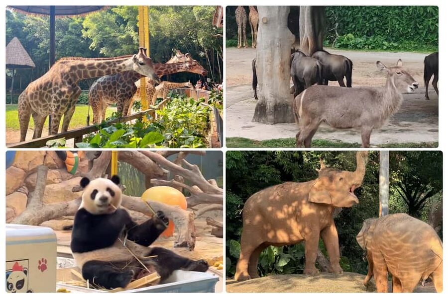 Guangzhou Chimelong: Safari Park/Paradise(Optional Day Tour) - Is $40 a Good Price?
