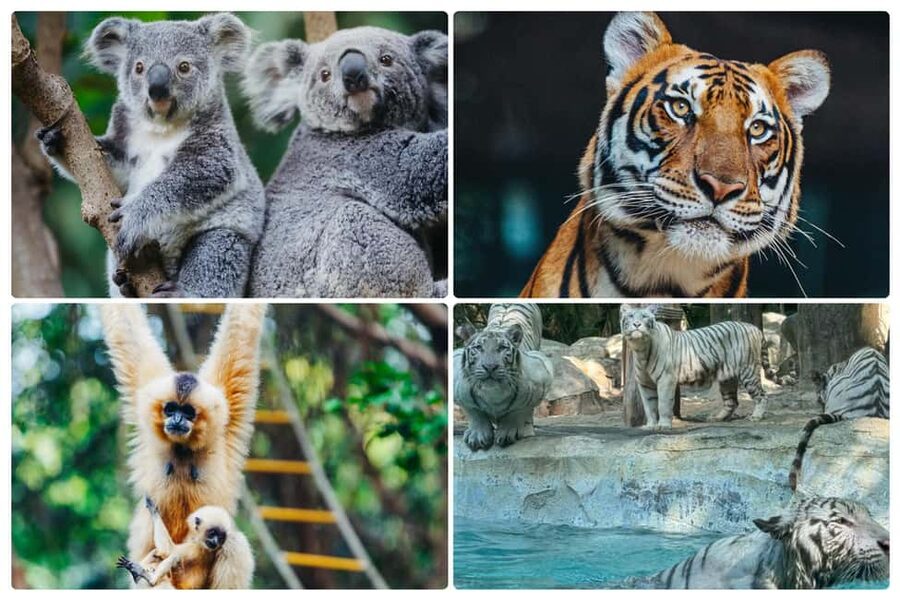 Guangzhou Chimelong: Safari Park/Paradise(Optional Day Tour) - Families, Children, and Different Ages