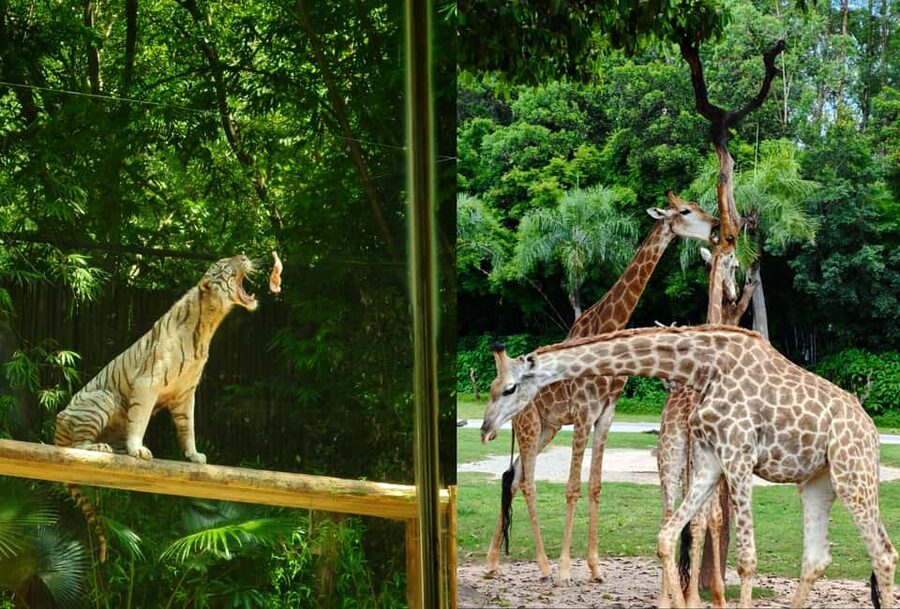 Guangzhou Chimelong: Safari Park/Paradise(Optional Day Tour) - How the Experience Rates Overall