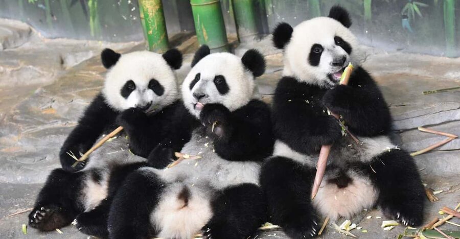 Guangzhou Chimelong: Safari Park/Paradise（Optional Day Tour） - Chimelong Paradise: A Full Day of Rides