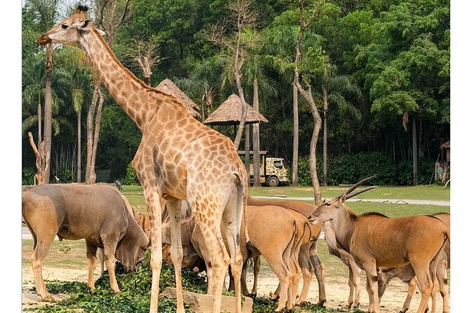 Guangzhou Private Safari Tour with Ride and Giant Panda viewing - The pickup and private-car advantage