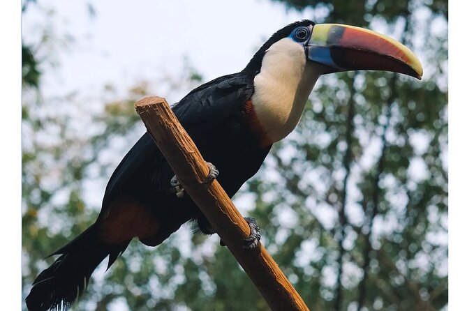 Guangzhou Private Safari Tour with Ride and Giant Panda viewing - Shows and the circus finale