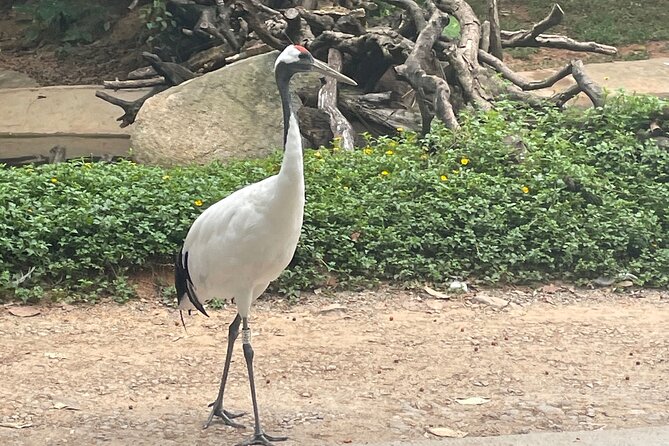 Guangzhou Private Safari Tour with Ride and Giant Panda viewing - What $399 per person really buys