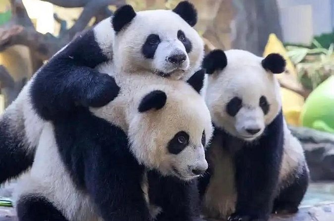 Guangzhou Private Safari Tour with Ride and Giant Panda viewing - Food, pacing, and practical comfort