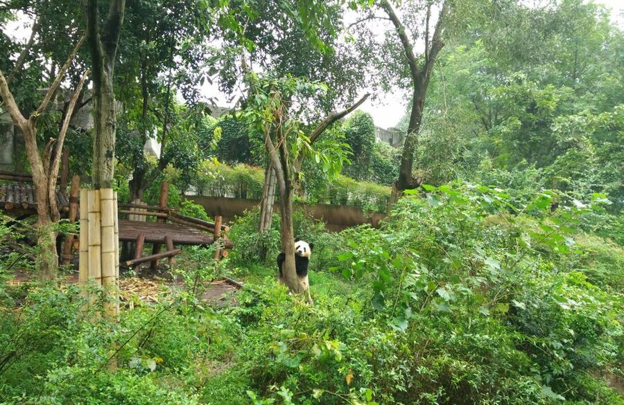 Half Day Amazing Chengdu Panda Base Trip - Key points to know before booking
