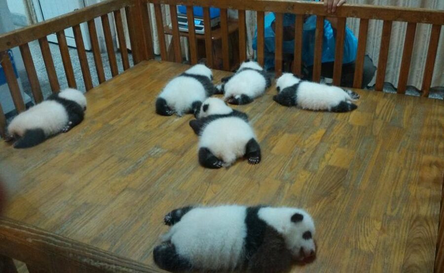 Half Day Amazing Chengdu Panda Base Trip - Cancellation and booking flexibility