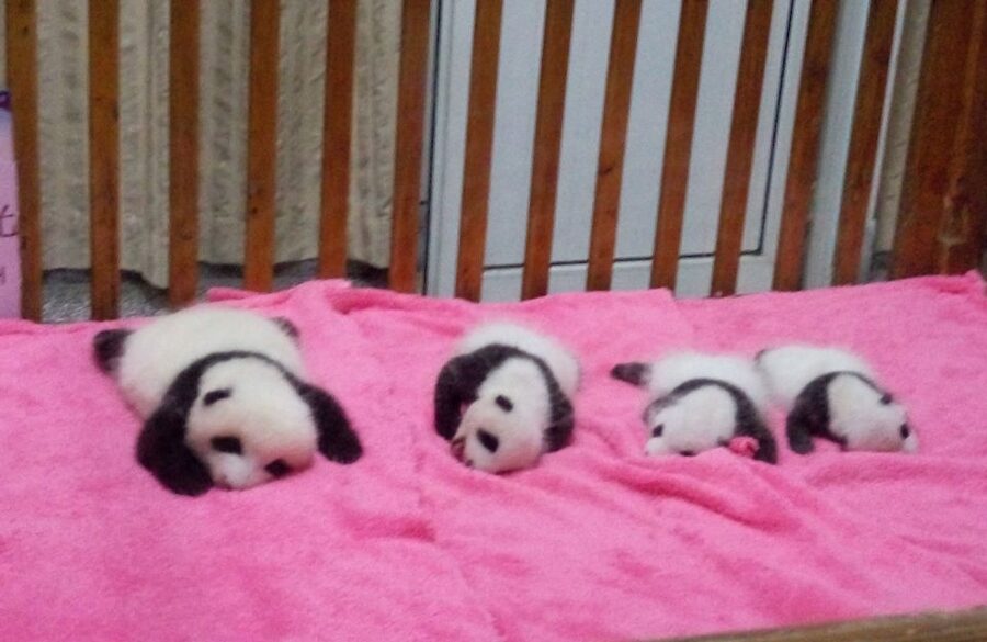 Half Day Amazing Chengdu Panda Base Trip - The best hours for watching pandas eat and play