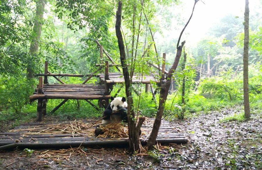 Half Day Amazing Chengdu Panda Base Trip - More than pandas: red pandas, cranes, monkeys, and birds