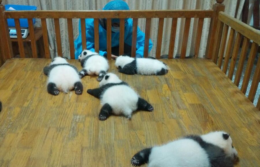 Half Day Amazing Chengdu Panda Base Trip - What the English-speaking guide adds