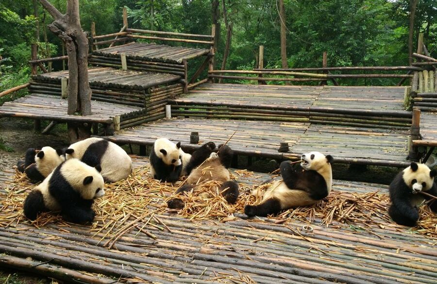 Half Day Amazing Chengdu Panda Base Trip - How much value do you get for $205?