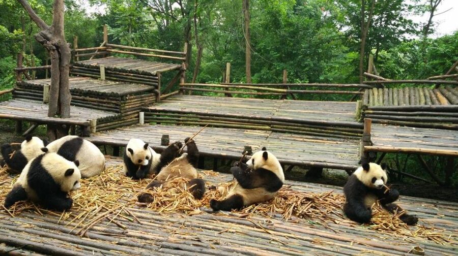 Half Day Amazing Chengdu Panda Base Trip - Practical limits of a four-hour visit