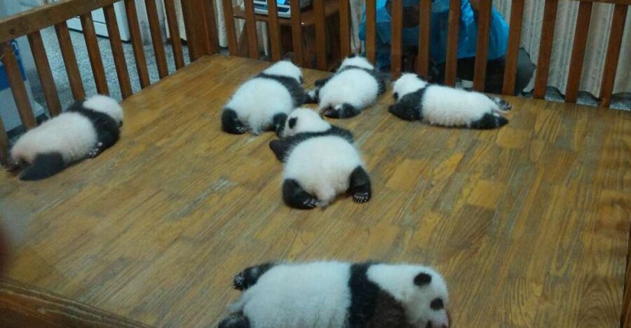Half Day Amazing Chengdu Panda Base Trip - Leaving your hotel in a private vehicle