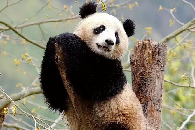 Half-Day Chengdu Panda Research Base Private Tour - Three hours among Chengdu’s giant pandas