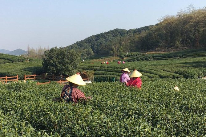 Half-Day Hangzhou Yunxi Bamboo Forest and Tea Plantation Experience - From bamboo to the Longjing tea country