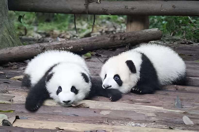 Half day small group tour to Chengdu Panda Breeding Center - Key points to know before you book