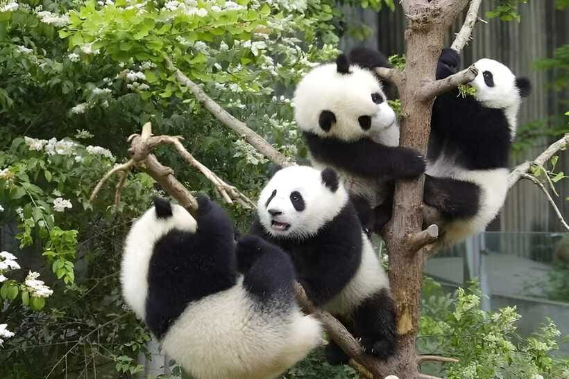 Half day small group tour to Chengdu Panda Breeding Center - The nursery and the chance to see newborns