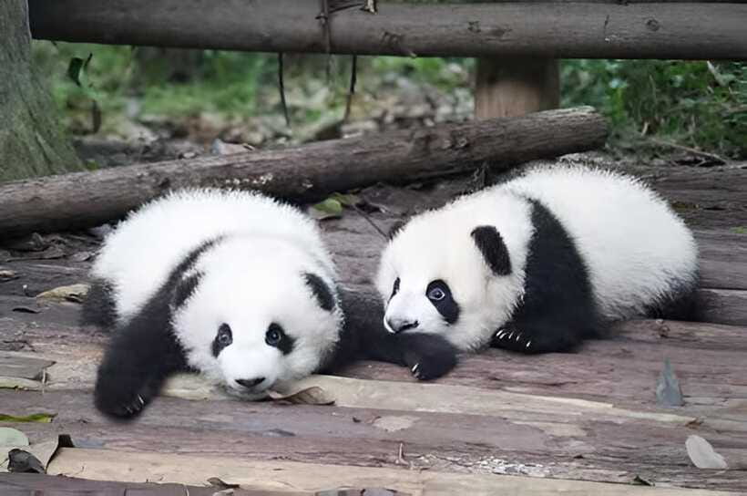 Half day small group tour to Chengdu Panda Breeding Center - Red pandas in their leafy enclosure
