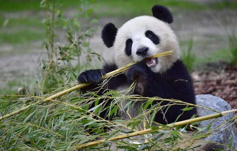 Half day small group tour to Chengdu Panda Breeding Center - Meeting your driver after the visit