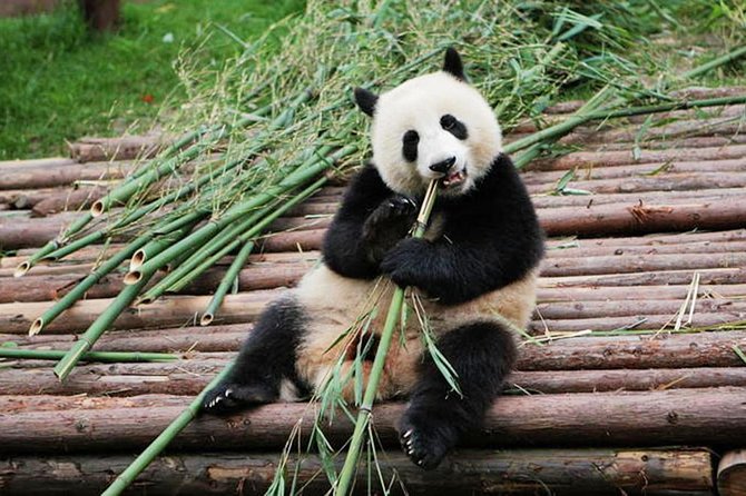 Half-Day Tour at Chengdu Panda Breeding Research Base - Why this Chengdu panda visit works well