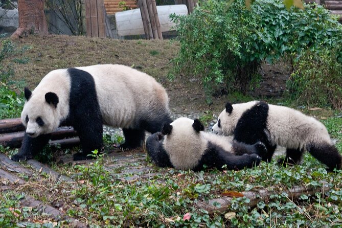 Half-Day Tour at Chengdu Panda Breeding Research Base - Private transport, timing, and group comfort