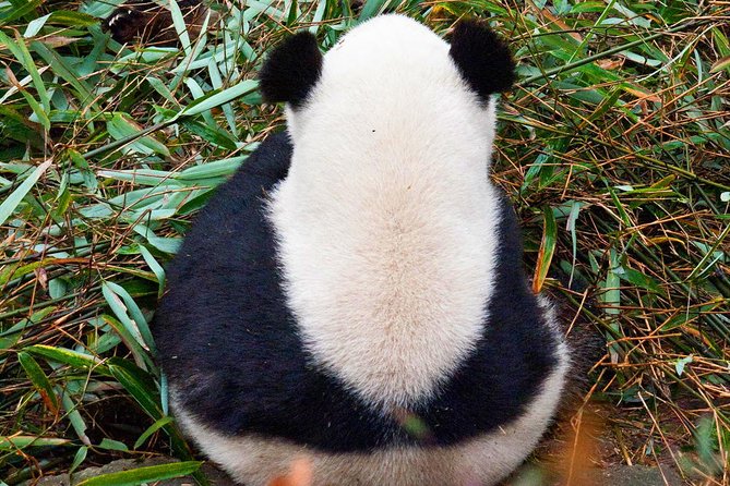 Half-Day Tour at Chengdu Panda Breeding Research Base - Is $95 per person good value?