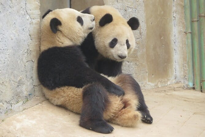 Half Day Tour to Xi'an Wild Panda Breeding and Protecting Center - Key points to know before booking