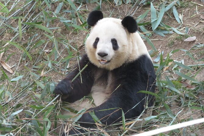 Half Day Tour to Xi'an Wild Panda Breeding and Protecting Center - Why Xi’an makes an interesting panda base