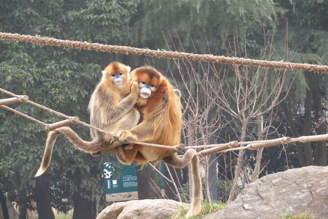 Half Day Tour to Xi'an Wild Panda Breeding and Protecting Center - What the guides and driver add